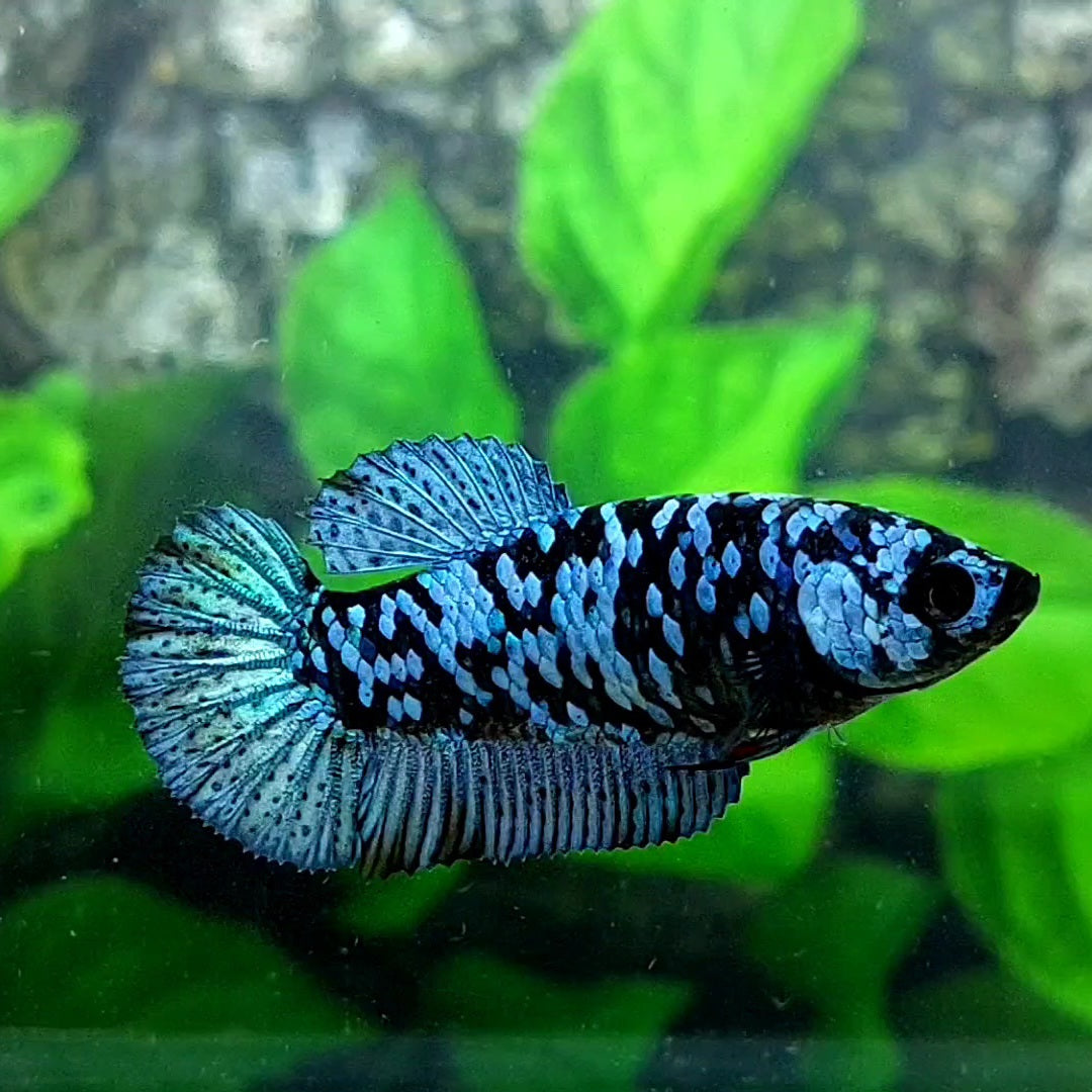 Black Star Avatar Gray Gordon HMPK Female For Sorority Tank/Breed