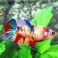 Multicolor Candy Galaxy HMPK Female For Sorority Tank/Breed