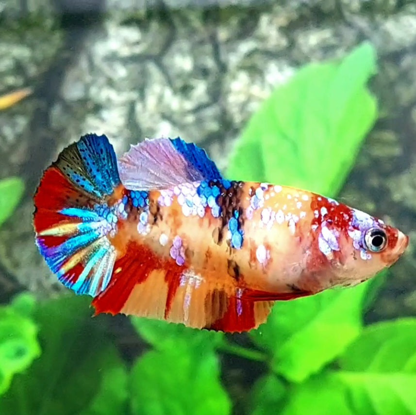 Multicolor Candy Galaxy HMPK Female For Sorority Tank/Breed