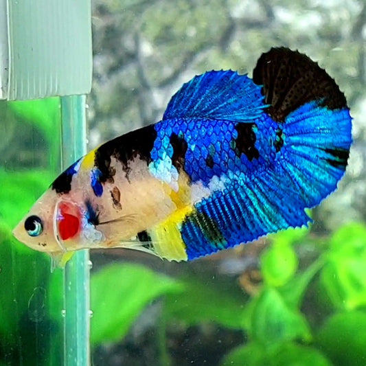 Yellow Koi Tiger Galaxy HMPK Female For Sorority Tank/Breed