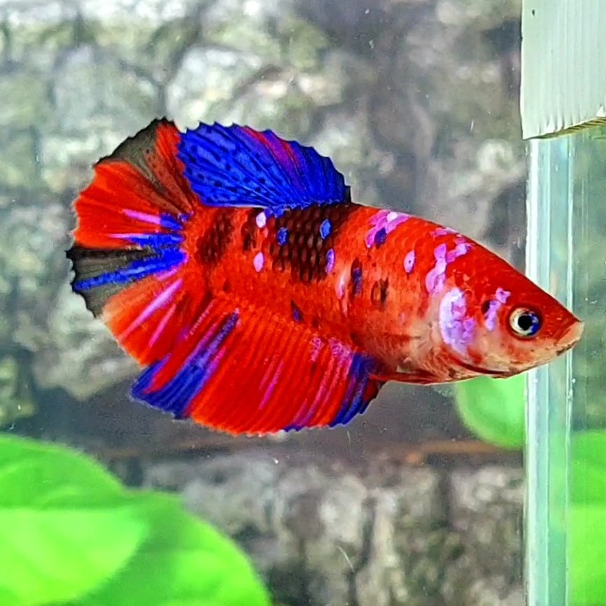 Red Koi Galaxy Halfmoon Female For Sorority Tank/Breed