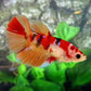 Nemo Koi Halfmoon Female For Sorority Tank/Breed