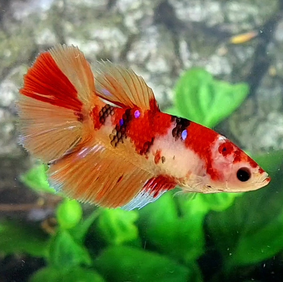 Nemo Koi Halfmoon Female For Sorority Tank/Breed