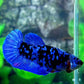 Black Star Blue Avatar Gordon HMPK Female For Sorority Tank/Breed