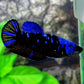 Black Star Blue Avatar Gordon HMPK Female For Sorority Tank/Breed