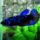 Black Star Blue Avatar Gordon HMPK Female For Sorority Tank/Breed