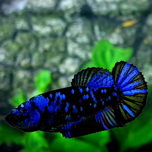 Black Star Blue Avatar Gordon HMPK Female For Sorority Tank/Breed