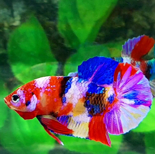 Multicolor Galaxy HMPK Male