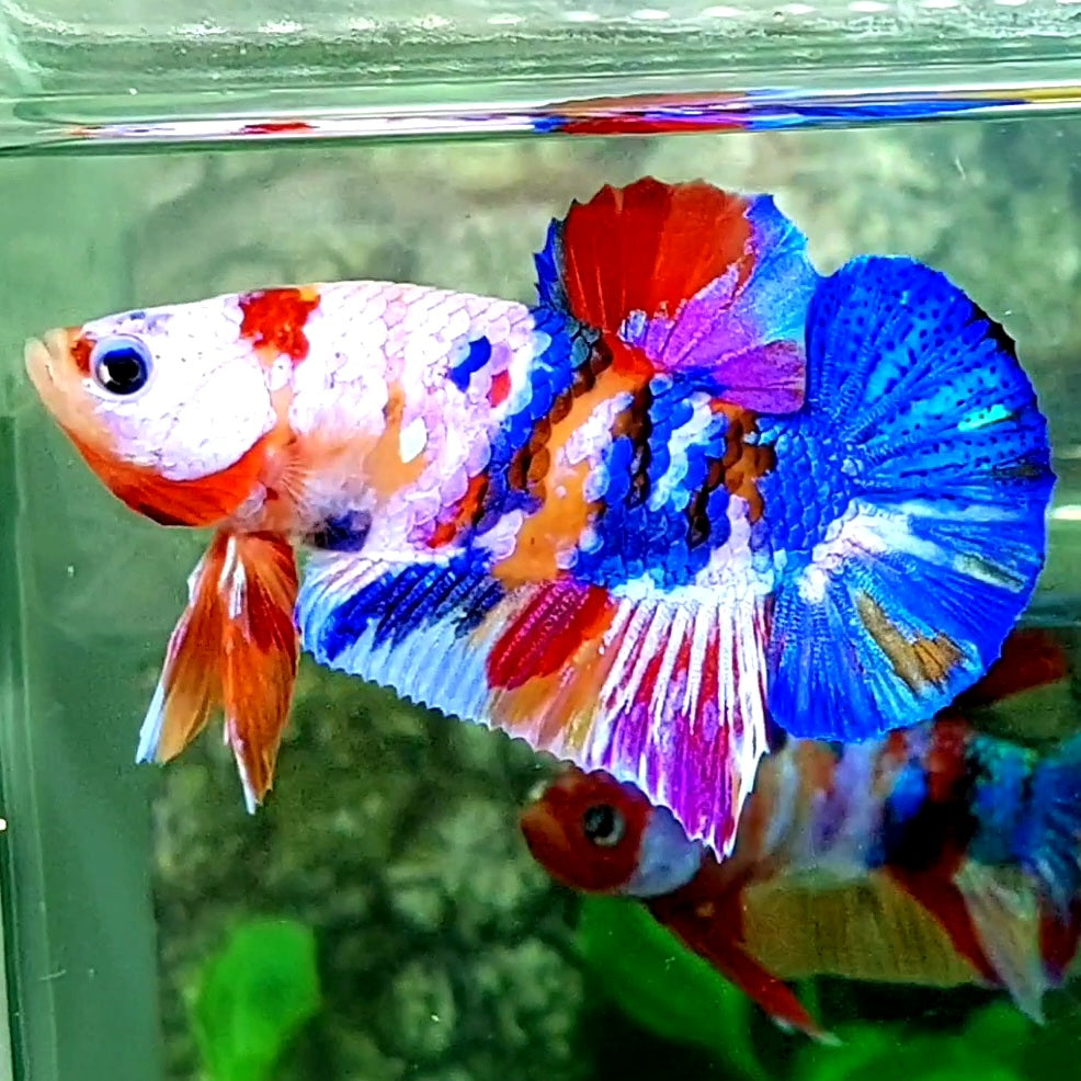 Multicolor Galaxy HMPK Male