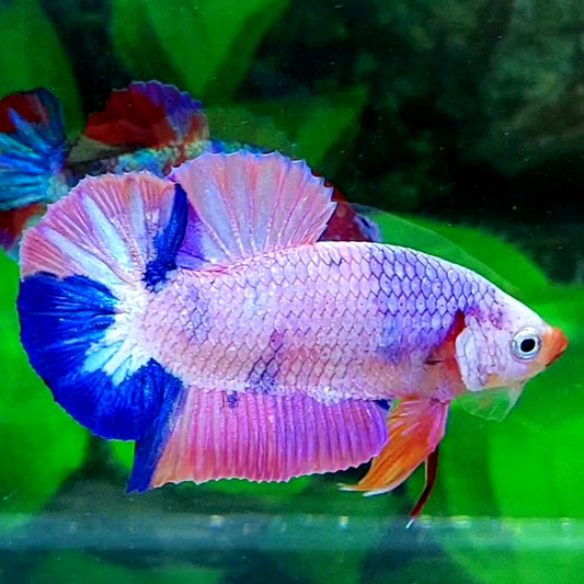 Pink Purple Fancy HMPK Male