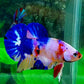 Multicolor Candy HMPK Male