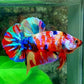 Multicolor Galaxy Rainbow HMPK Male