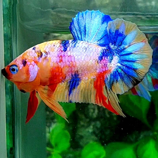 Multicolor Yellowbase Candy HMPK Male