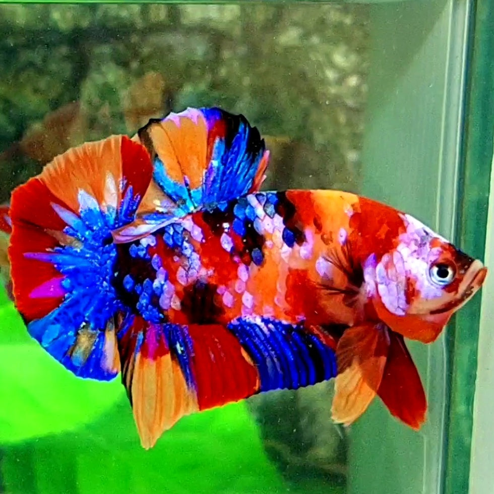 Multicolor Galaxy HMPK Male