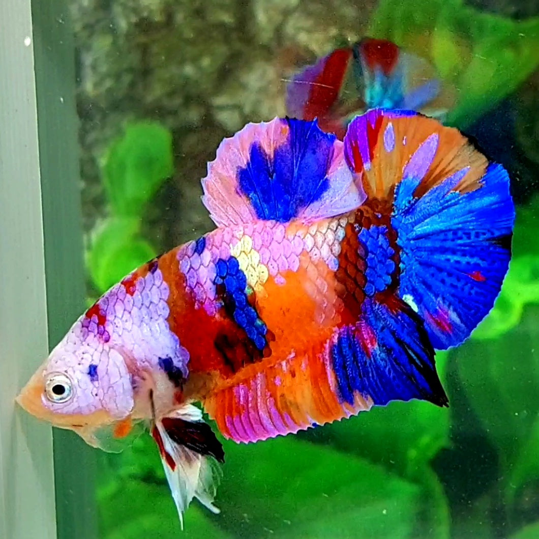 Multicolor Pink Gold Galaxy HMPK Male