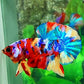 Multicolor Galaxy HMPK Male