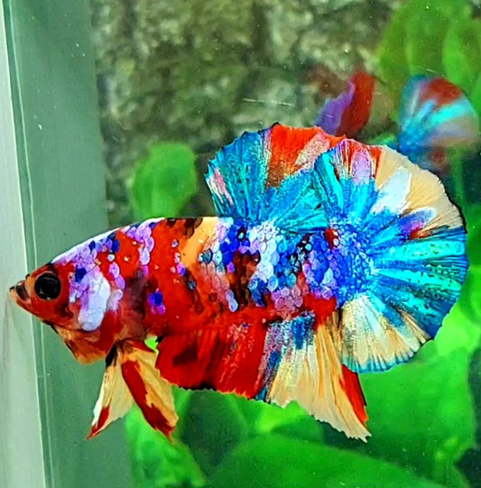 Multicolor Galaxy HMPK Male