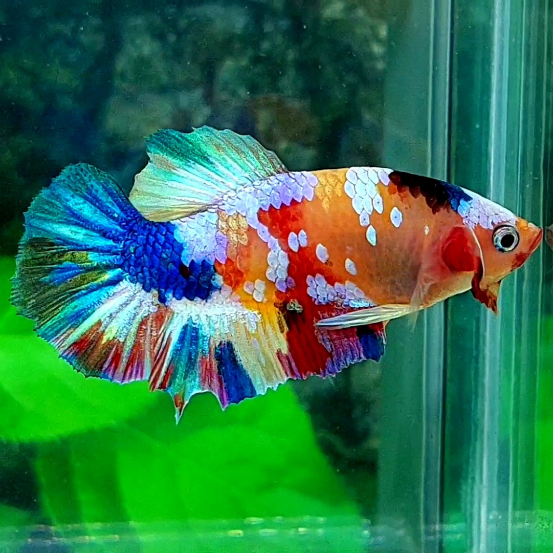 Multicolor Galaxy HMPK Male