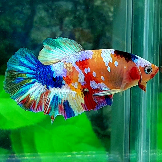 Multicolor Galaxy HMPK Male