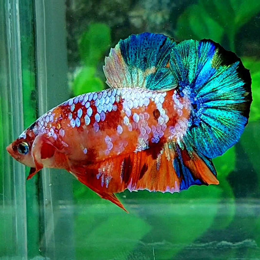 Multicolor Galaxy HMPK Male