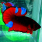 Black Red Devils HMPK Male