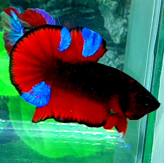 Black Red Devils HMPK Male