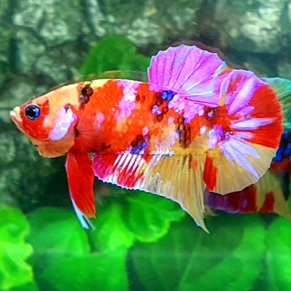 Multicolor Candy Pink Galaxy HMPK Male