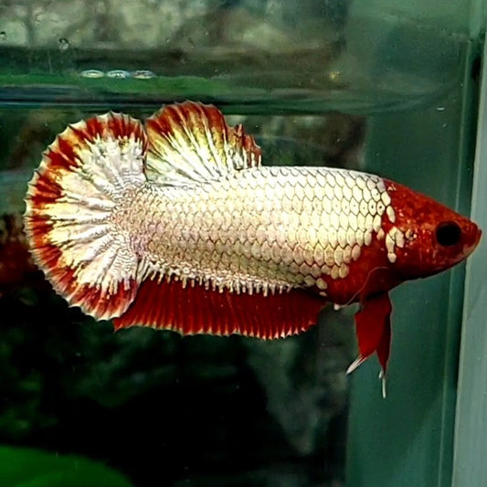 Red Head FCCP HMPK Female For Sorority Tank/Breed