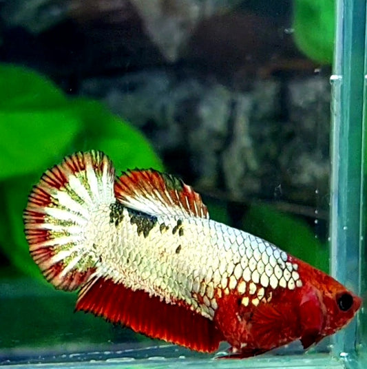 Red Head FCCP HMPK Female For Sorority Tank/Breed