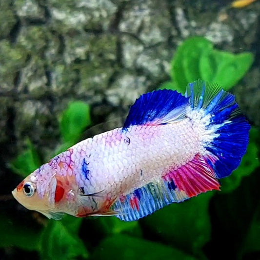 Multicolor Pink Candy HMPK Female For Sorority Tank/Breed