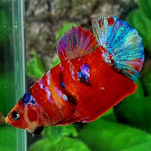 Multicolor Red Galaxy HMPK Female For Sorority Tank/Breed