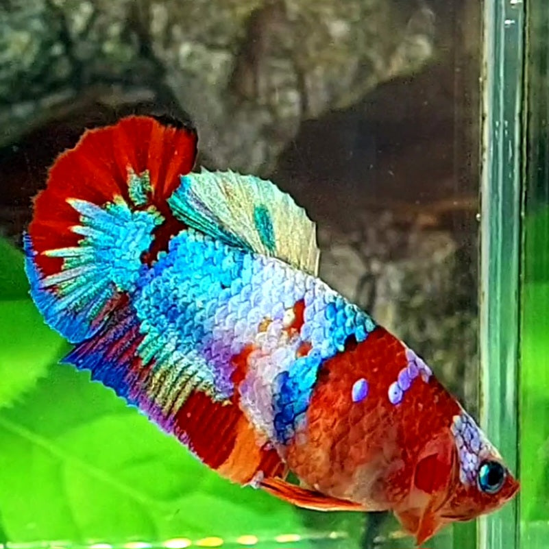 Multicolor Galaxy HMPK Female For Sorority Tank/Breed