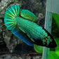 Green HMPK Female For Sorority Tank/Breed