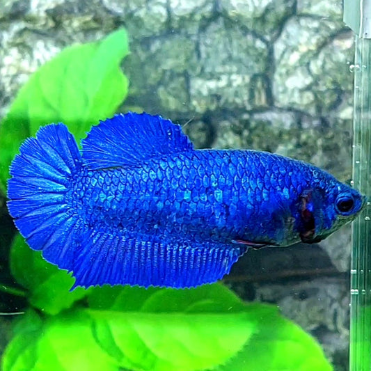 Royal Blue HMPK Female For Sorority Tank/Breed