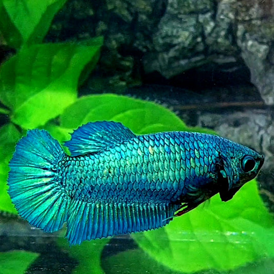 Turquoise HMPK Female For Sorority Tank/Breed