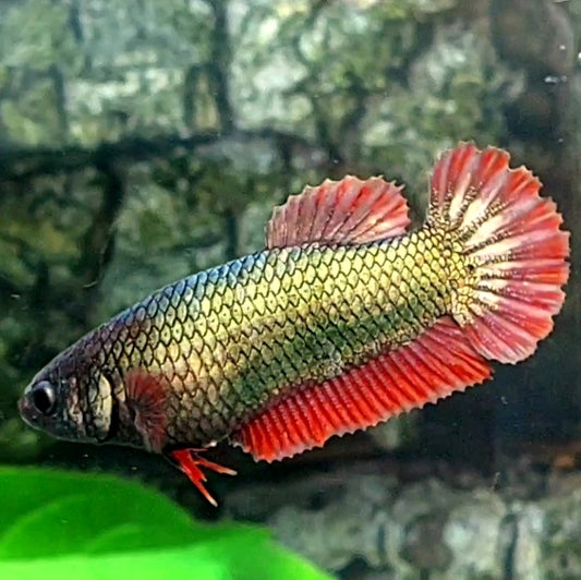 Red Copper Green HMPK Female For Sorority Tank/Breed