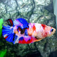 Multicolor Galaxy HMPK Female For Sorority Tank/Breed