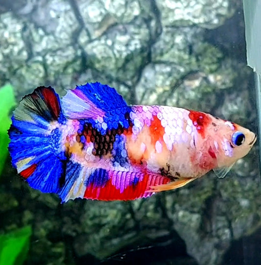 Multicolor Galaxy HMPK Female For Sorority Tank/Breed