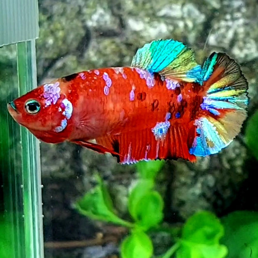 Multicolor Red Galaxy HMPK Female For Sorority Tank/Breed