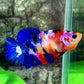 Multicolor Galaxy HMPK Female For Sorority Tank/Breed