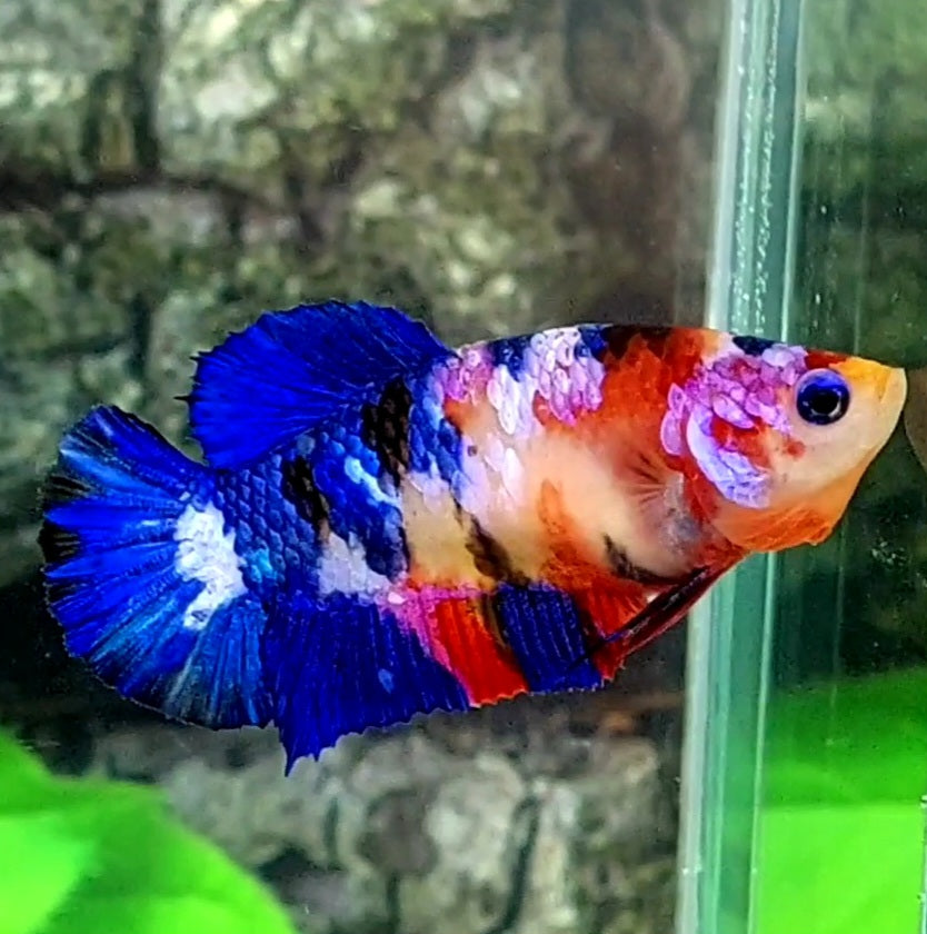 Multicolor Galaxy HMPK Female For Sorority Tank/Breed