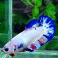 Candy HMPK Female For Sorority Tank/Breed