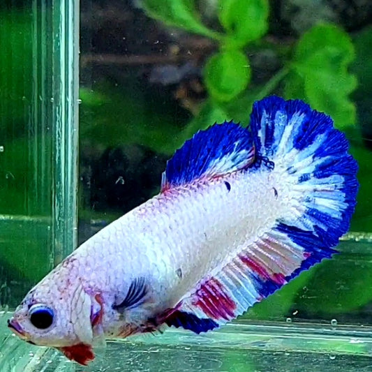 Candy HMPK Female For Sorority Tank/Breed