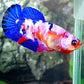 Multicolor Pink Galaxy HMPK Female For Sorority Tank/Breed