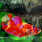 Multicolor Candy Pink Galaxy HMPK Female For Sorority Tank/Breed