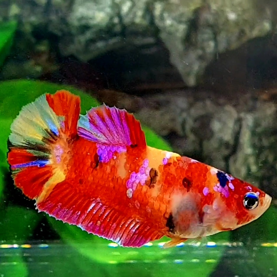 Multicolor Candy Pink Galaxy HMPK Female For Sorority Tank/Breed