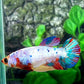 Multicolor Candy HMPK Female For Sorority Tank/Breed