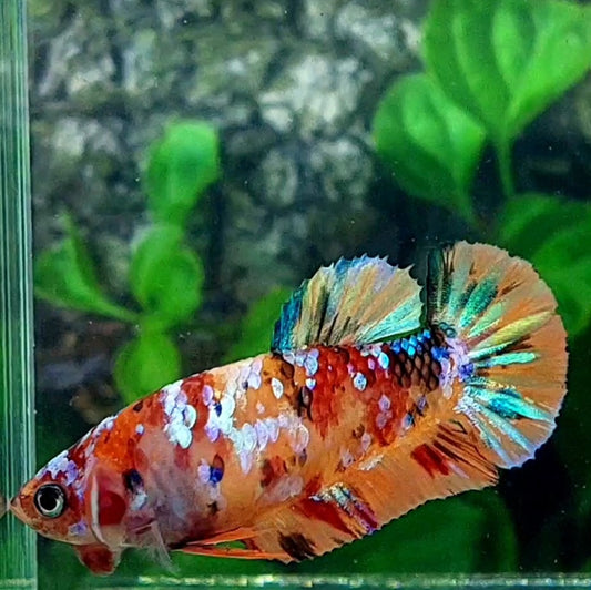 Multicolor Orange Galaxy HMPK Female For Sorority Tank/Breed