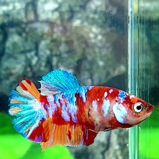 Multicolor Galaxy HMPK Female For Sorority Tank/Breed