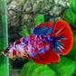 Multicolor Red Galaxy Halfmoon Female For Sorority Tank/Breed